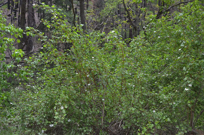 New Mexico Raspberry grows from 6 to 9 feet or so and its red thinly fleshy fruits are not very palatable as are other raspberries. Rubus neomexicanus